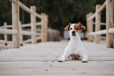 Portrait of puppy sitting on wood