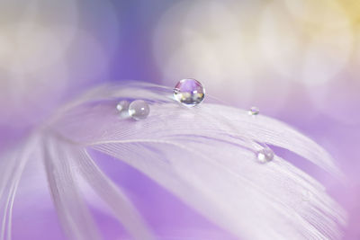 Macro shot of water drops on purple flower