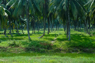 Scenic view of palm trees on field