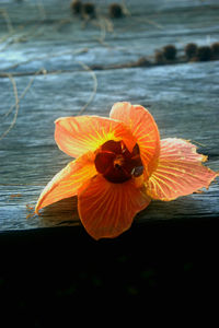 Close-up of orange flower