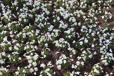 High angle view of white flowering plants on field