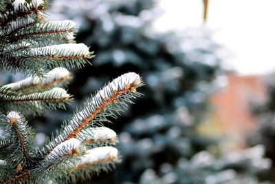 Close-up of tree branch in winter