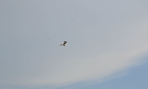 Low angle view of bird flying in sky