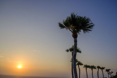 Palm tree against clear sky