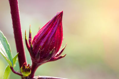 Close-up of purple flower bud growing outdoors