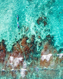 High angle view of coral swimming in sea