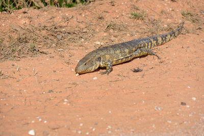 High angle view of lizard on land