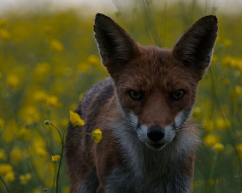 Portrait of fox on flower field