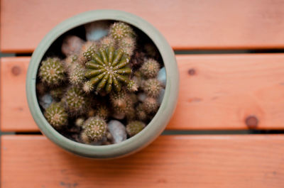 Close-up of succulent plant on table