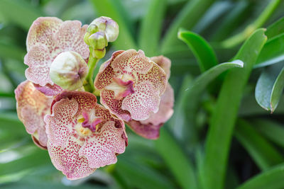 Close-up of pink flowering plant