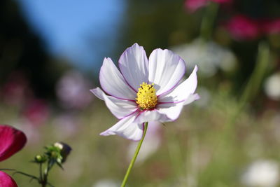 Close-up of insect on cosmos flower blooming outdoors