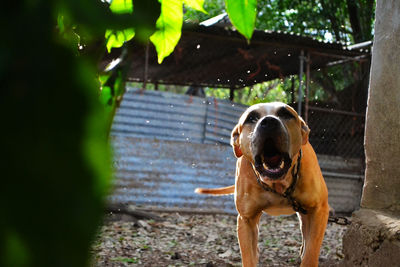 Portrait of dog standing outdoors barking agressive  
