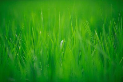 Full frame shot of plants growing in field
