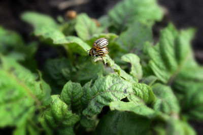 Close-up of bee pollinating flower