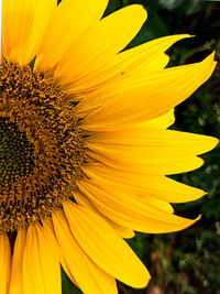 Close-up of sunflower