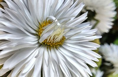 Close-up of white flowers