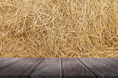 High angle view of dry plants on land