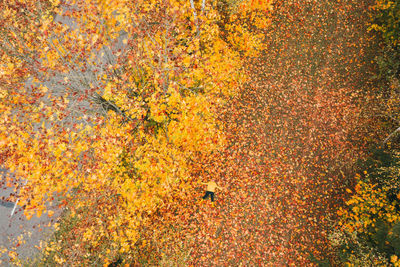 High angle view of maple tree during autumn