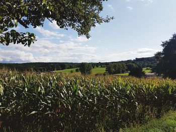 Scenic view of field against sky