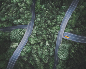 High angle view of trees in forest