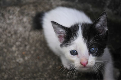 Close-up portrait of cat