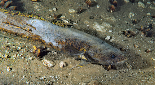 High angle view of fish in sea