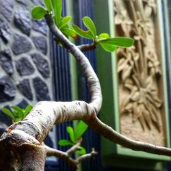 Close-up of rusty plant