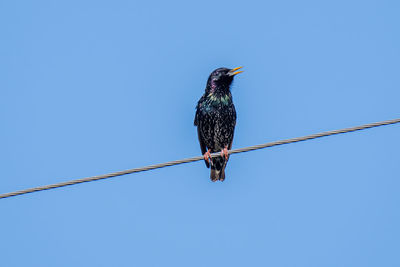 Low angle view of bird perching on cable against clear blue sky