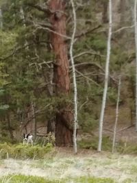 Trees in forest