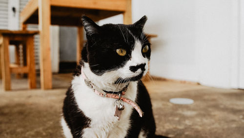 Close-up of a dog looking away