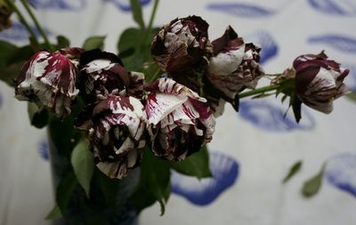 Close-up of wilted rose