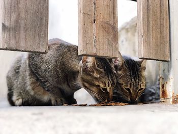 Close-up of a cat looking away