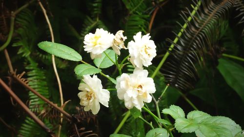 Close-up of flowers blooming outdoors
