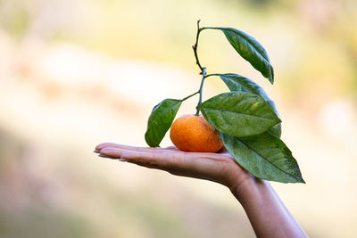 Mandirin with a twig on a woman's hand