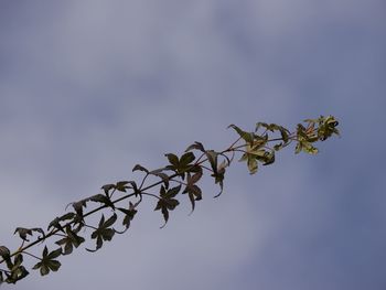 Low angle view of plant against sky
