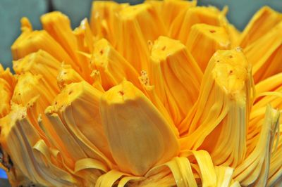 Close-up of yellow flowering plant