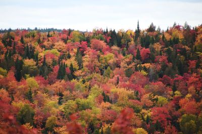 Scenic view of trees in forest during autumn