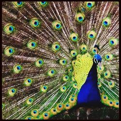 Close-up of peacock