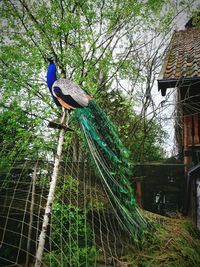 Bird perching on tree trunk