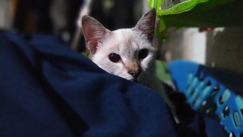 Close-up portrait of cat on kitten outdoors