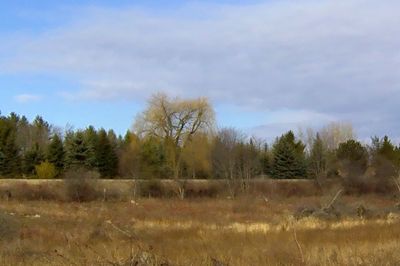 Scenic view of field and trees against sky