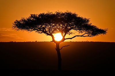 Silhouette tree against orange sky