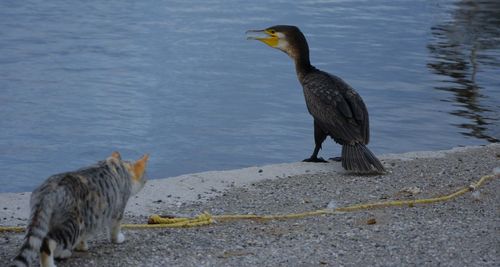 Bird perching on shore