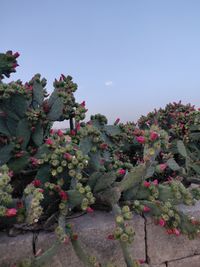 Flowering plants and trees against sky