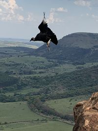 Bird flying over a mountain