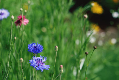 Close-up of purple flowering plants on field