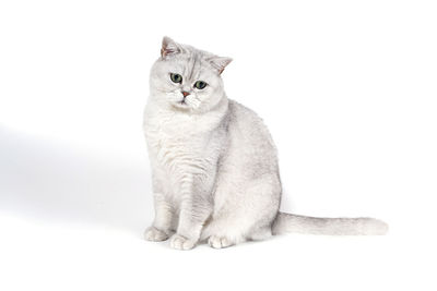 Cat sitting against white background