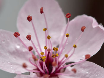 Close-up of pink cherry blossom