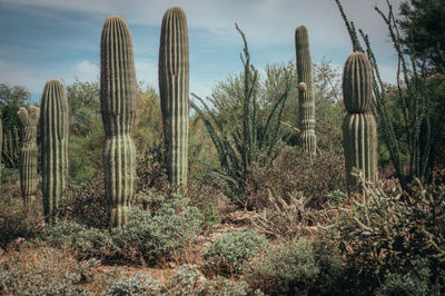 Saguaro cactus in desert landscape, arizona
