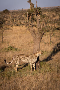 Cheetah on grassy field during sunny day